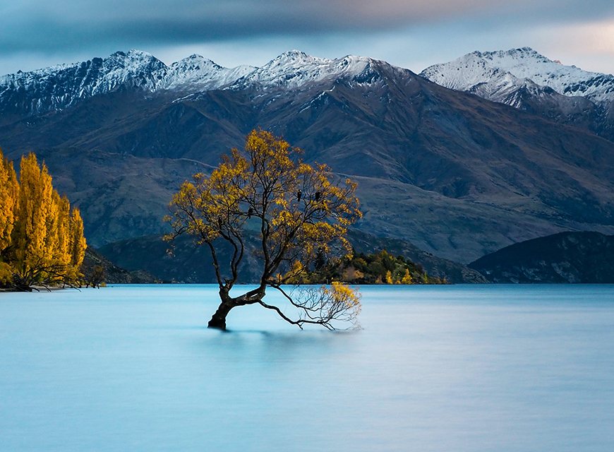 Picture of tree in Wanaka Lake.