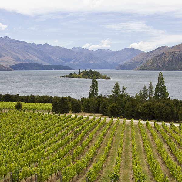 Photo of a vineyard with
              Lake Wanaka in the background